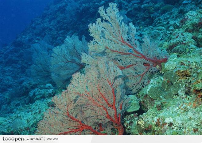 海洋生物