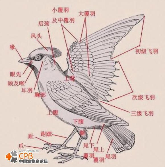 结构鸟