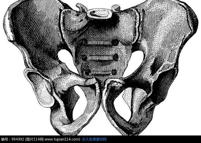 男性盆骨骨架结构图背面