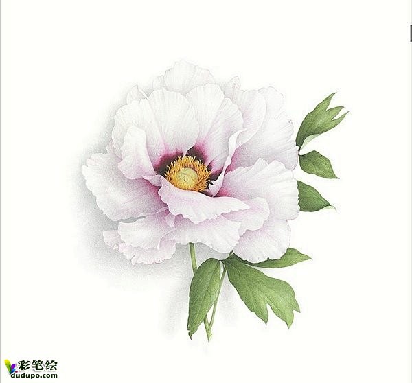 彩铅花卉欣赏彩铅画牡丹彩笔绘dudupocom彩铅画