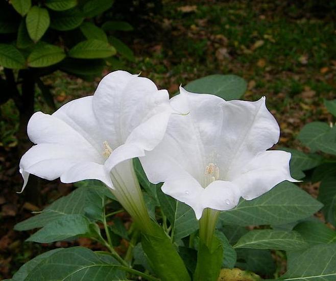 曼陀罗草本植物高12米茎直立叶卵圆形夏季开花花筒状花冠漏斗状白色