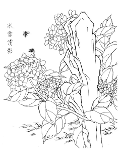 绣球花