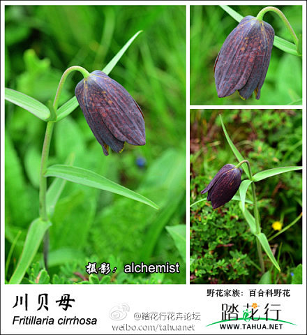 踏花行十周年#百合科野花#19,川贝母fritillaria cirrhosa,贝母属