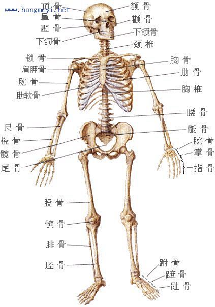 人体骨骼图人体骨骼结构图彩图