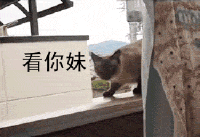 gif搞笑