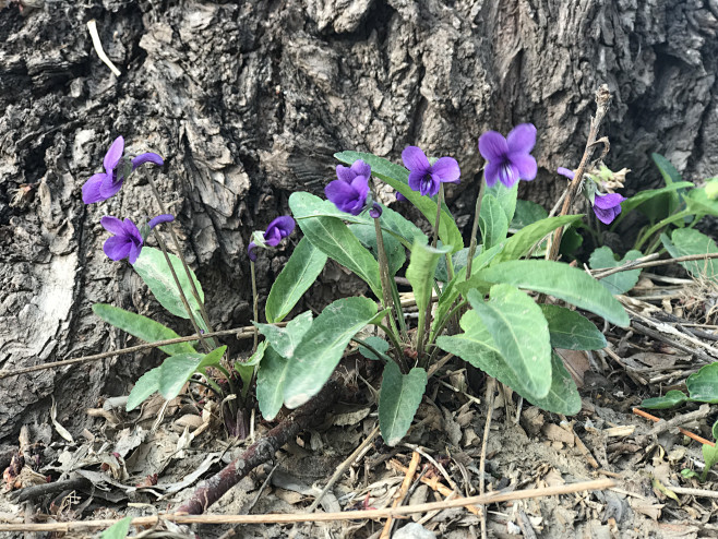 堇菜也叫紫花地丁