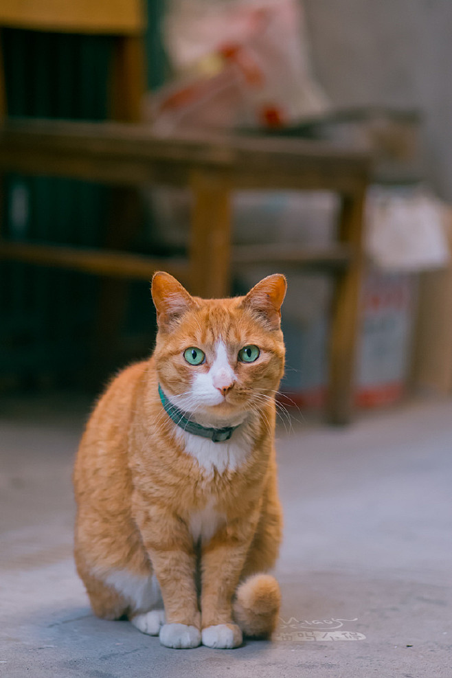 惊艳中国2018年度橘猫大赏砂糖橘抬狗橘绿眼橘自吻橘成精橘油条橘双