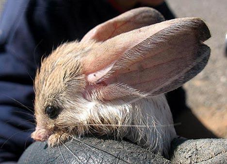 长耳跳鼠沙漠中的米奇鼠有着老鼠外表长尾巴善于跳跃的后腿和大耳朵的