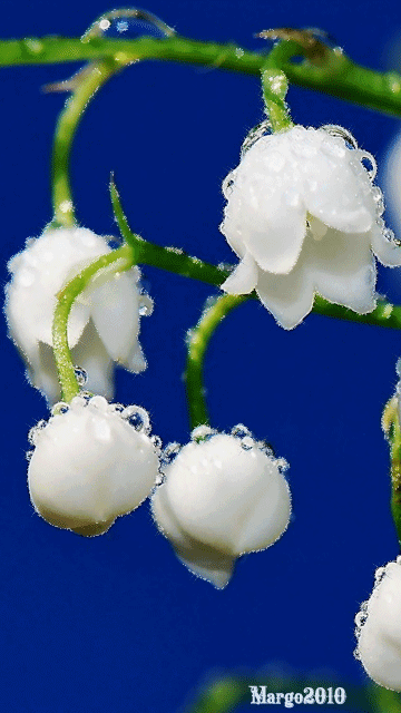 flowers #gif# #铃兰# 灬铃兰灬采集