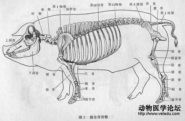 猪的全身骨骼jpg