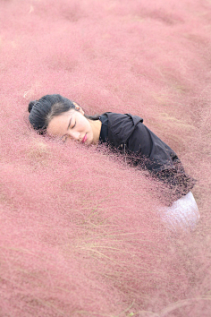 粉黛乱子草