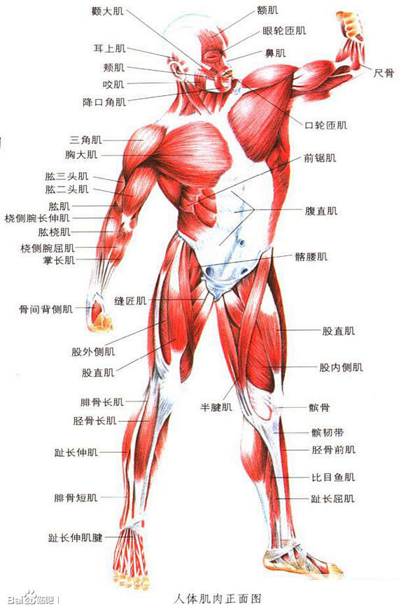 收集整理一组人体和动物的骨骼肌肉结构图纹身吧百度贴吧