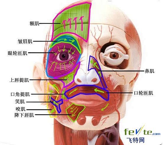 脸部肌肉分布图