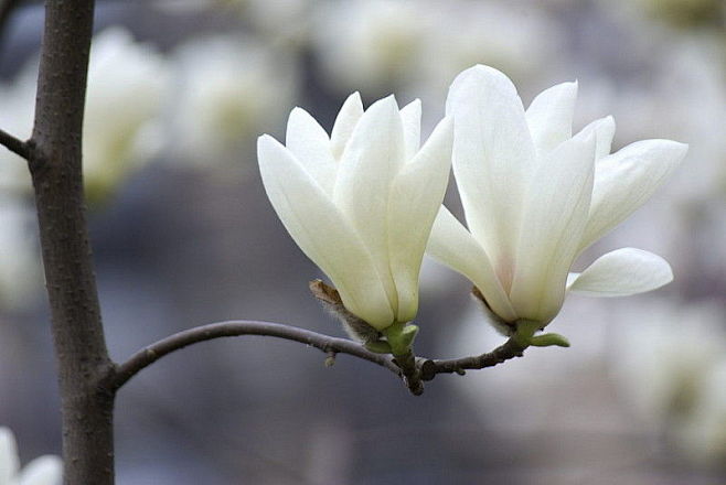 玉兰别名白玉兰望春花花白色至淡紫红色