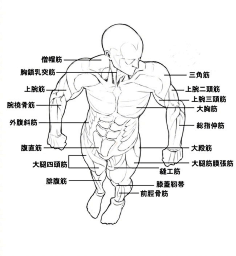 人体动作结构