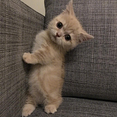 超萌短腿猫