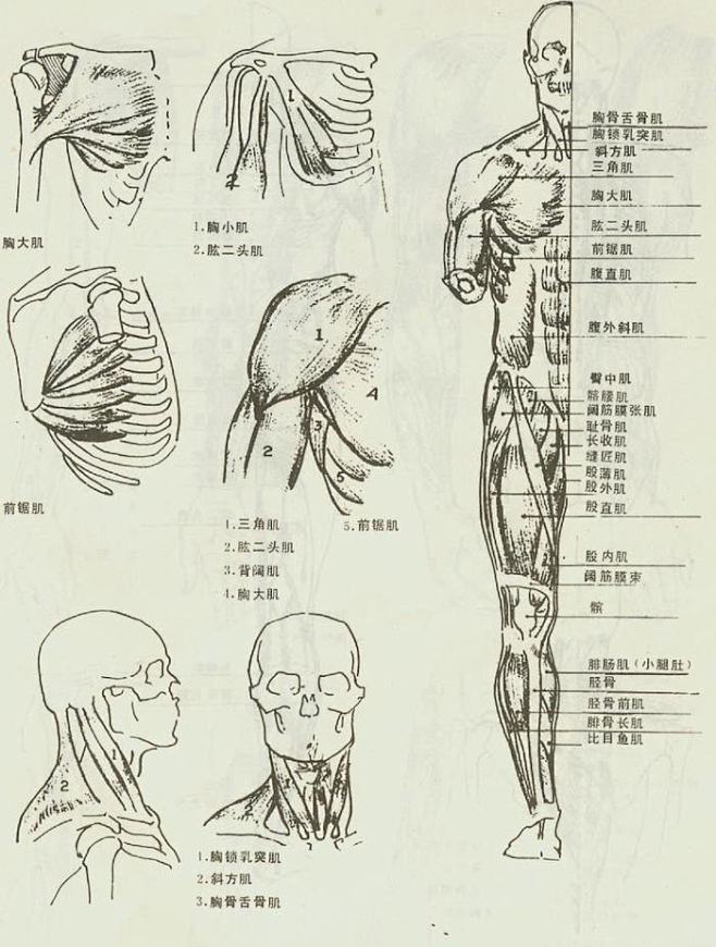 人体正面主要肌肉