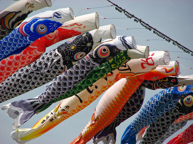 鲤鱼旗koinobori泳げ鲤のぼり相模川fotopedia