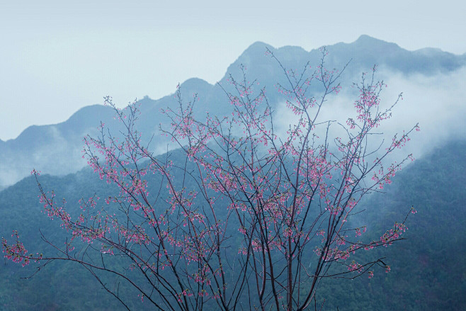 远山青黛色浅花烟雨中