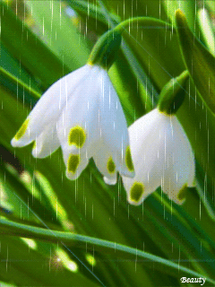 gif铃兰灬铃兰灬采集