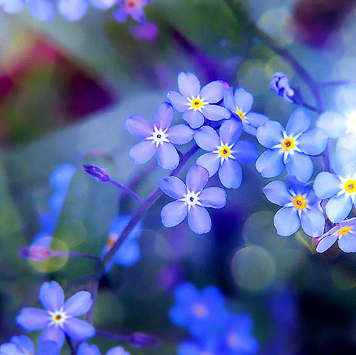 植物花卉嘀咕图片