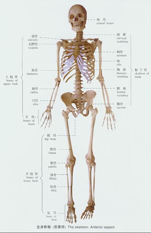 求一幅人体骨架图还有详细的各骨骼名称