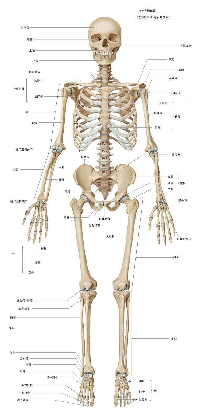 高清人体骨骼全图