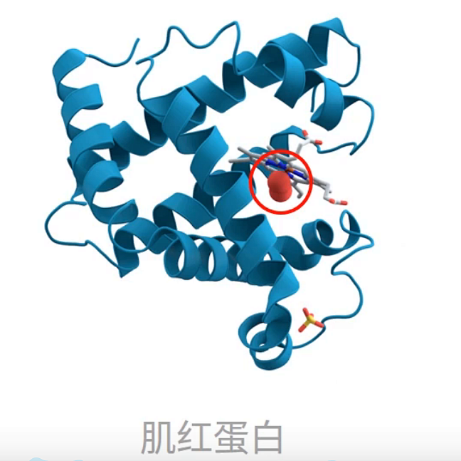 肌红蛋白