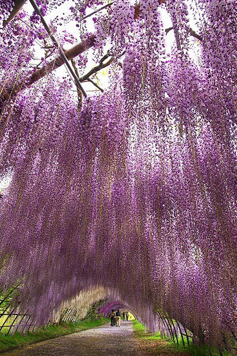 日本紫藤花隧道鲜艳繁盛的紫藤花盛开在日本北九州的河内藤园樱花季节