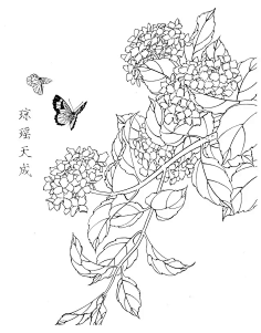 绣球花