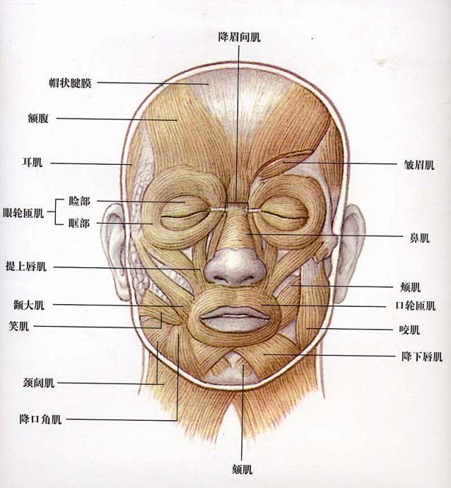 脸部肌肉分布图