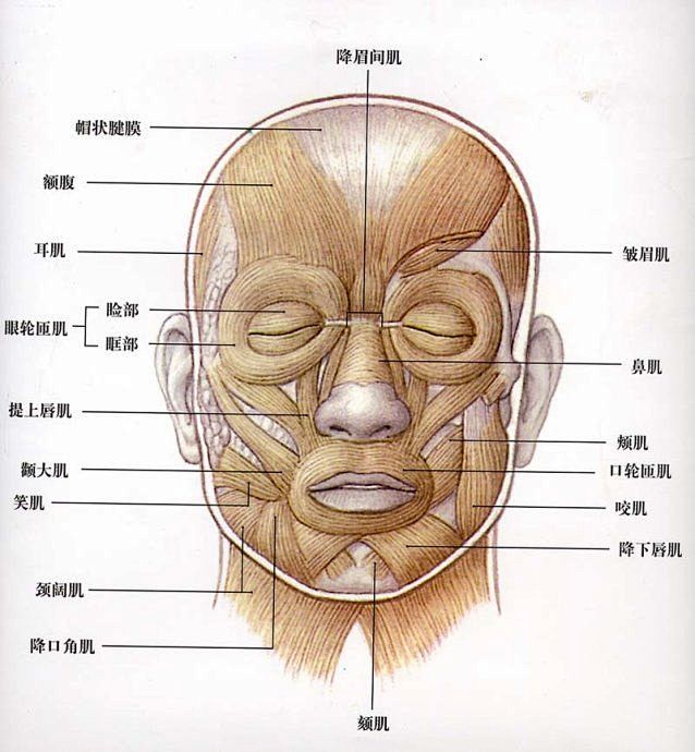 叶漾从幻生jojo转采于2019-07-29 23:07:45脸部肌肉分布图人体-五官