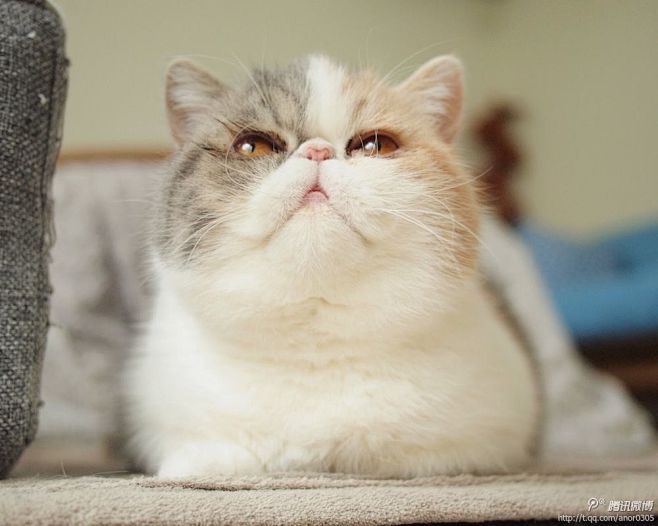 仰望的大肥猫