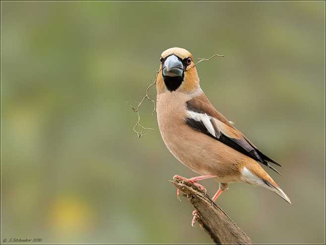锡嘴雀coccothraustescoccothraustes雀形目燕雀科锡嘴雀属