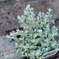 进口植物 伞花蜡菊苗 香草植物 helichrysum petiolatum dc-淘宝网