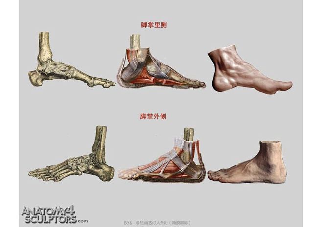 迈克尔汉普顿人体结构脚