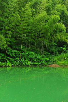 深谷小溪采集到竹林,竹海