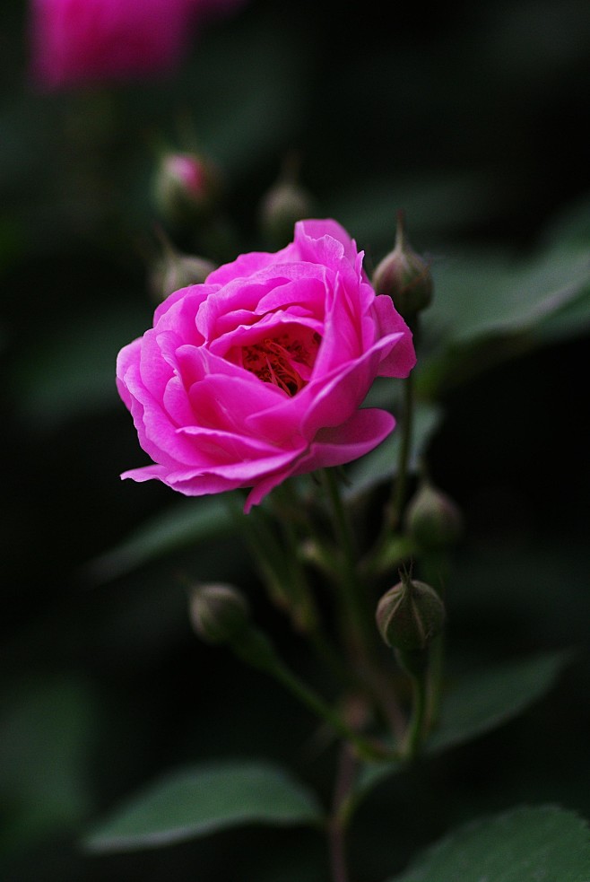 蔷薇花开
