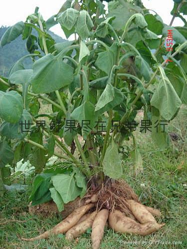 天山雪莲果菊薯的商品名雪莲果原产于南美安第斯山是长得像地瓜又像