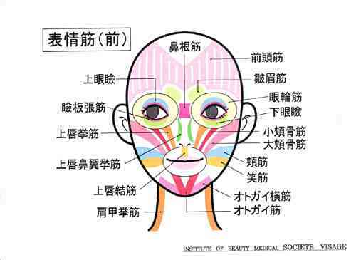 面部肌肉