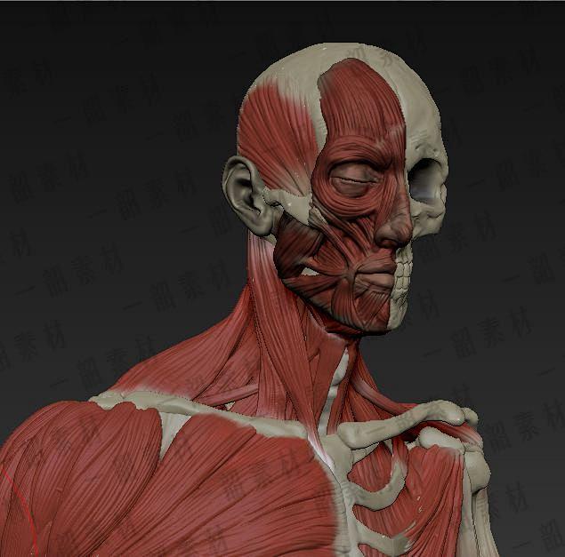 zbrush模型人体骨骼肌肉高模非实物zb高精度人体模型参考3d模型淘宝网