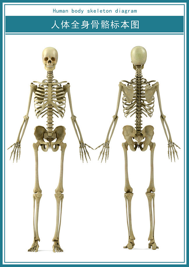 医学展板人体全身骨骼图psd超清下载医学展板人体全身骨骼骨骨架骷髅
