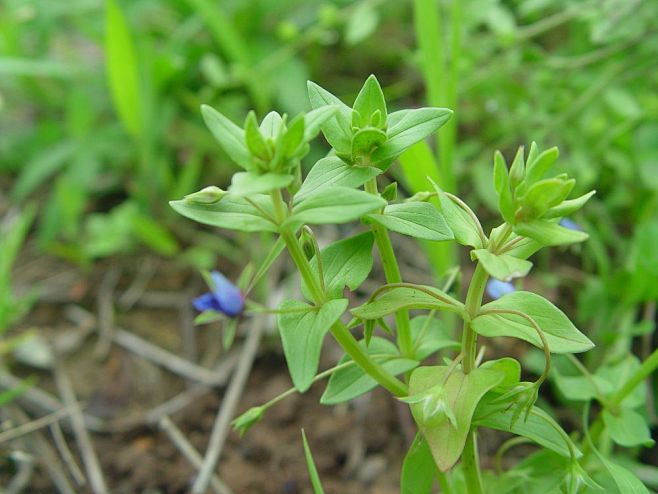 蓝花琉璃繁缕anagallis