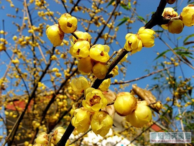 腊梅简介名字拉丁学名chimonanthus英文名wintersweet别名蜡梅黄梅花