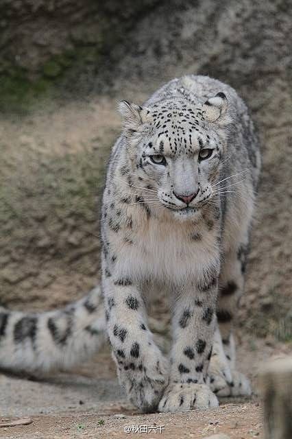 雪豹snowleopard这种生物光那条长尾巴就占走了一大波萌点灬02ω