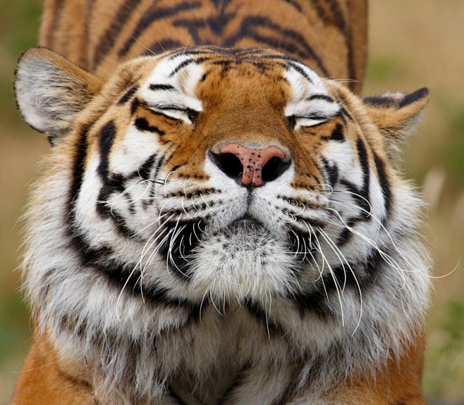 老虎狰狞的面部表情摄影图片