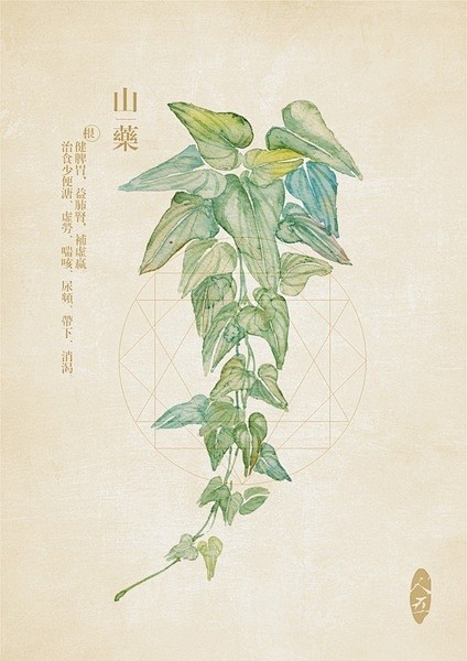 中草药绘本山药