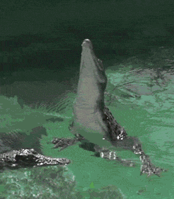 251_287gif 动态图 动图