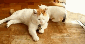 喵星人撒娇好可爱