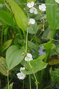 慈姑花